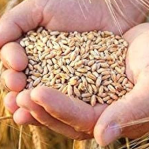 Wheat Grains